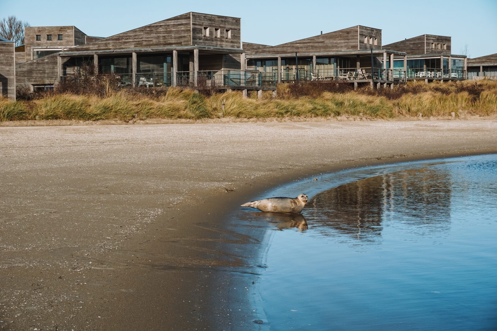 Zeehond strand Grevelingen | Reisverhaal van Daan