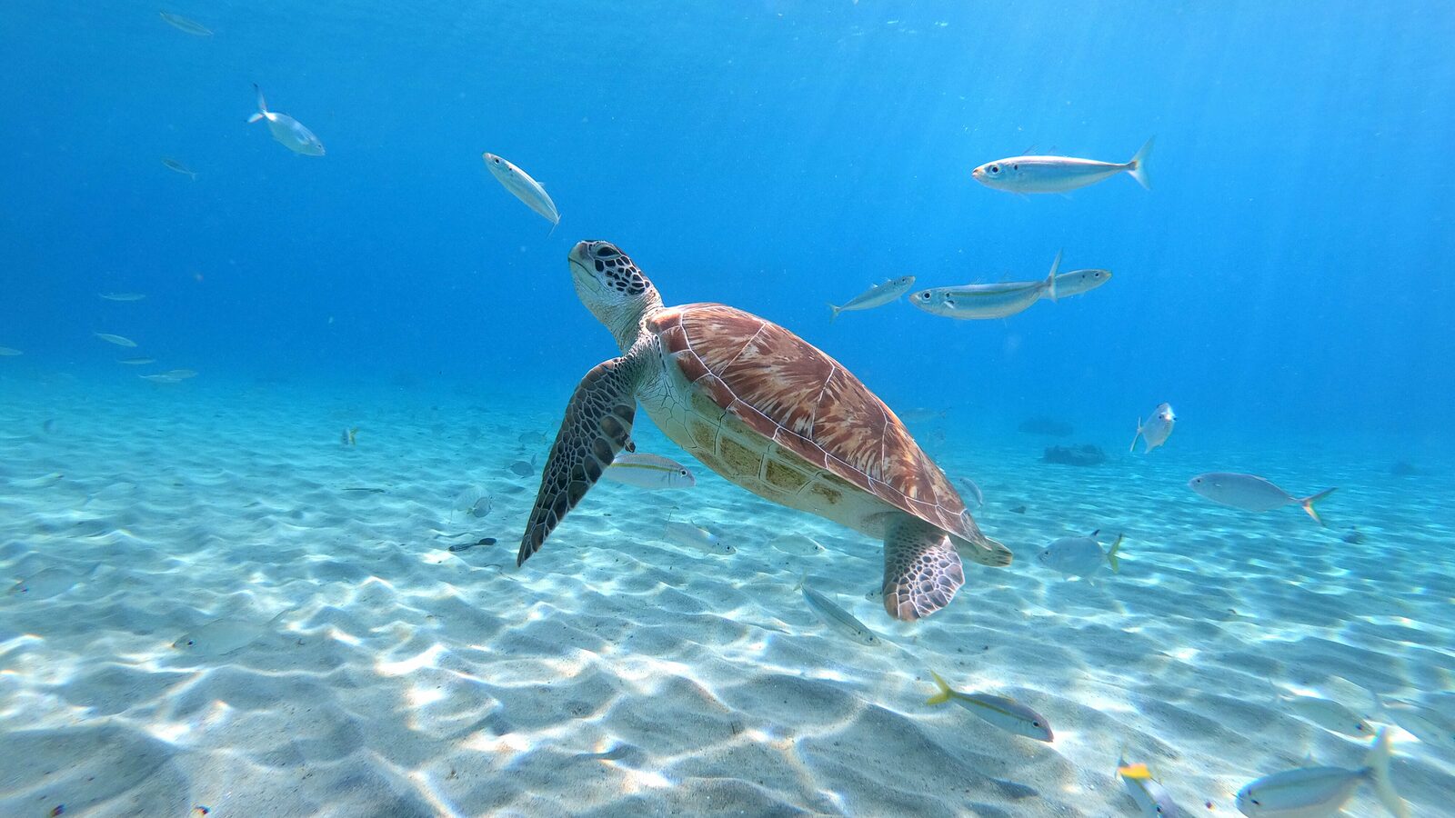 Shore Diving Adventures with Bahia Diving Curaçao Shore Diving Adventures with Bahia Diving Curaçao