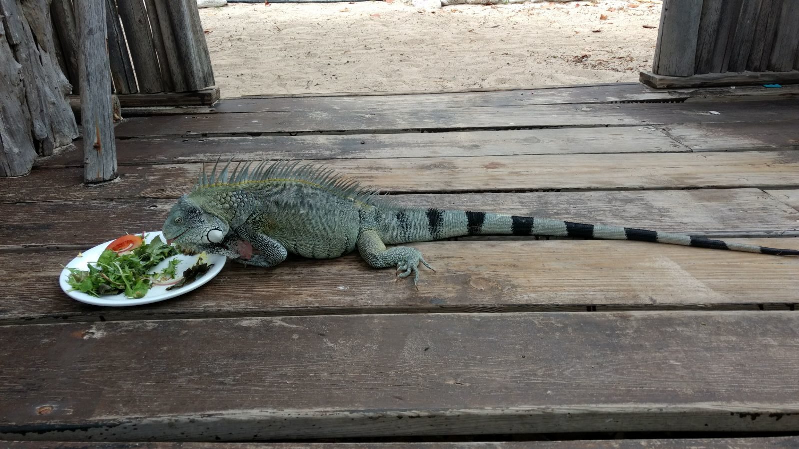 iguana