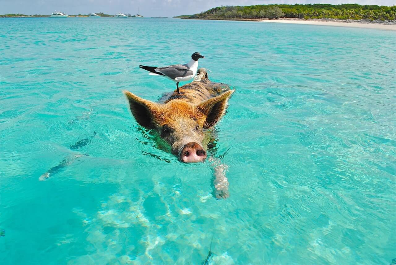 La faune de Bonaire ne se résume pas à des animaux terrestres et aquatiques. Vous allez certainement rencontrer ces créatures magnifiques sur l'île.