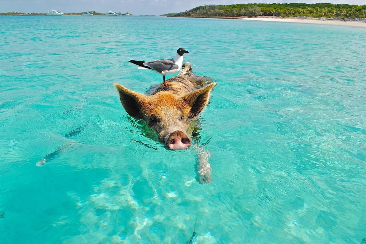 Bekijk de dieren op Bonaire Dieren op Bonaire; van waterdieren tot landdieren. Houd je camera in de aanslag, want je vindt deze prachtige schepsels overal.