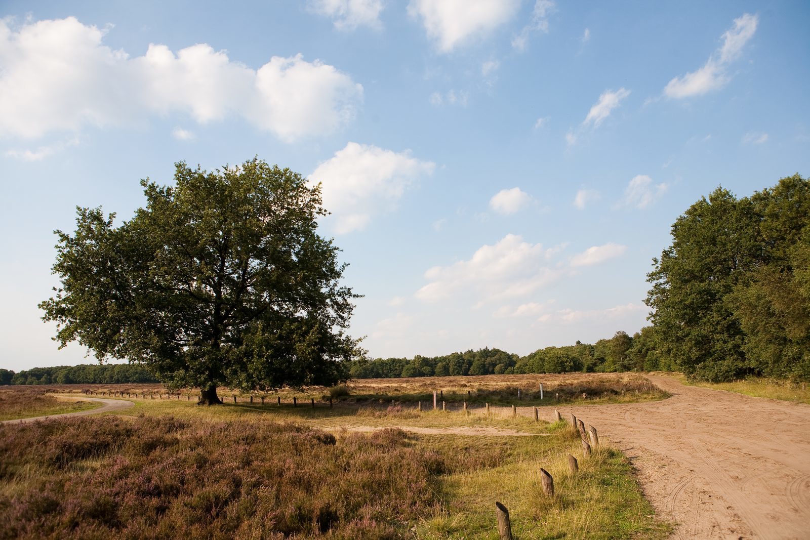 Mountainbike Veluwe
