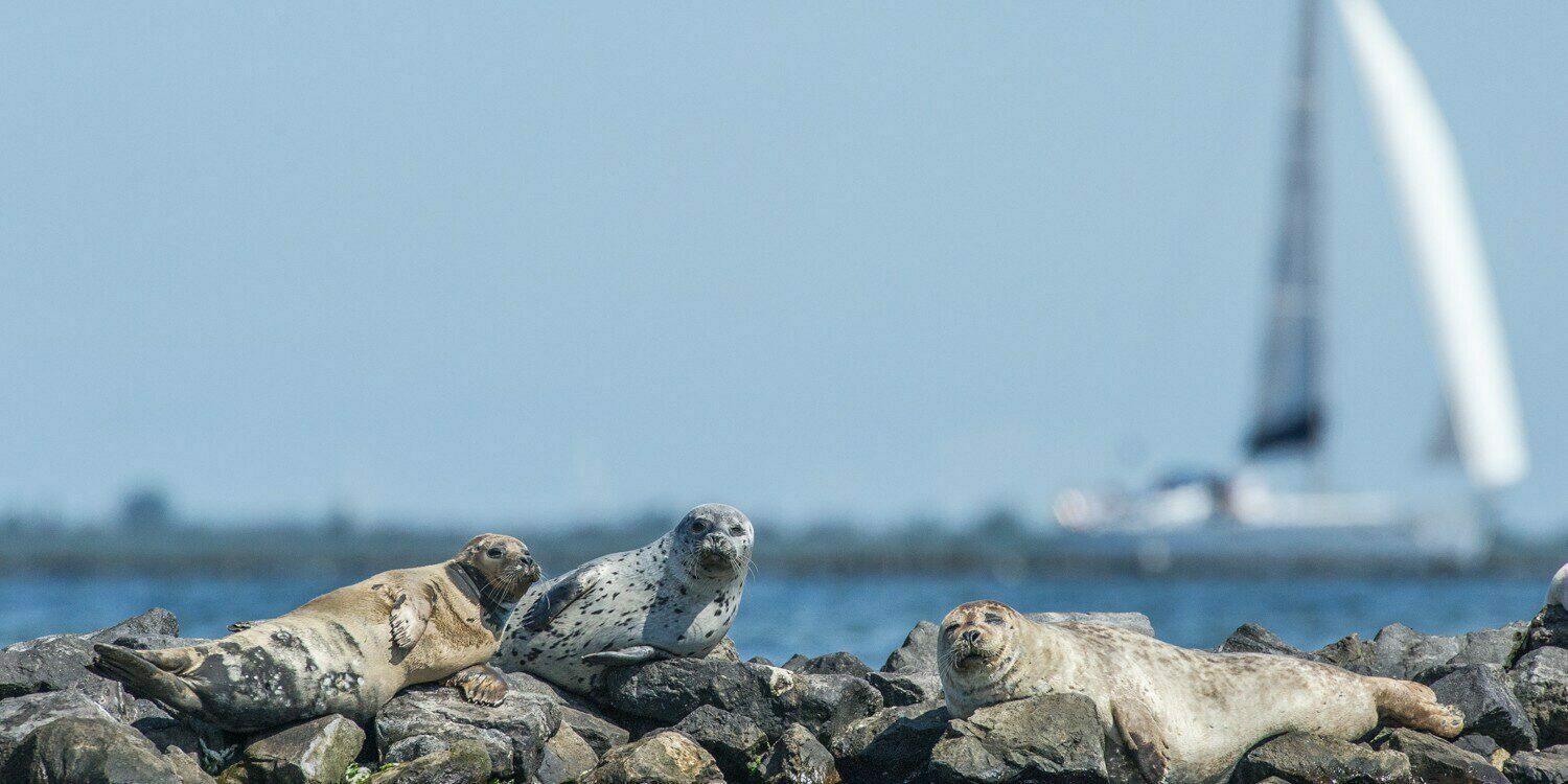 Zeehonden Punt-West