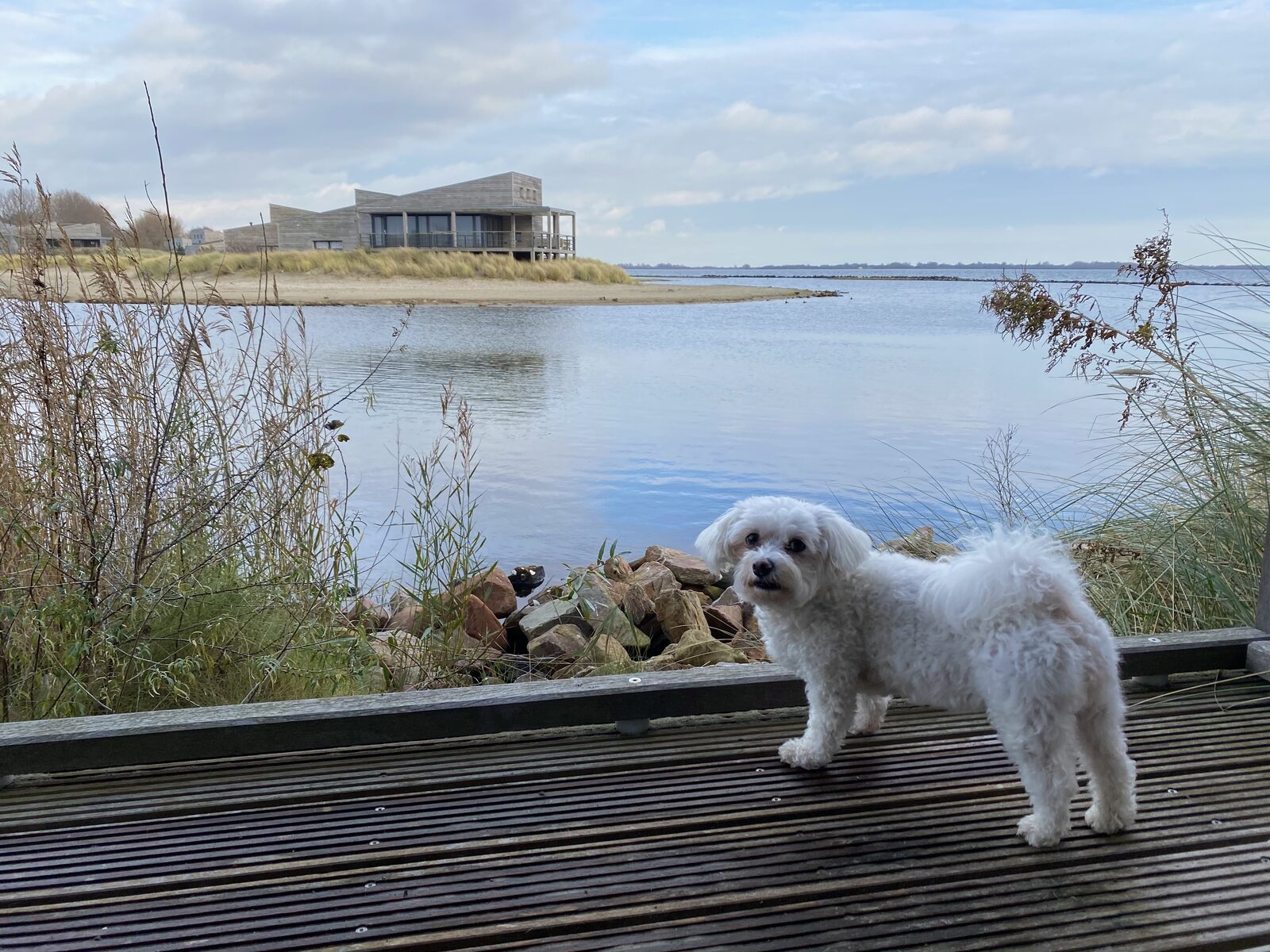 Hondje